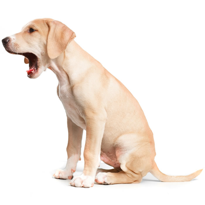 photo labrador